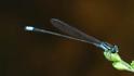 Acanthagrion speculum (Costa Rican Wedgetail) male-2.jpg